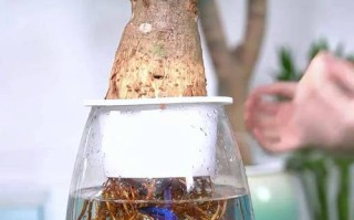 普通发财树能水培吗？