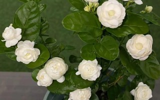 盆栽茉莉施肥视频教程，怎么施肥才正确？
