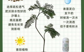 蓝花楹 可以盆栽吗