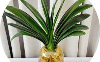 君子兰土培改水培怎么养护？