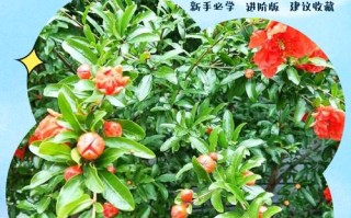 盆栽石榴移栽最佳时间是什么时候？