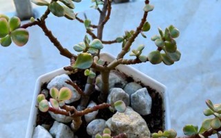 雅乐之舞是多肉植物吗？