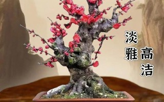 盆栽腊梅红梅几月开？