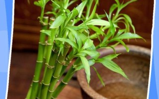 水培莲竹发黄咋解决？