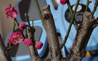 盆栽红梅开花小是什么原因导致的？