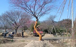 辽宁盆栽树木如何安全室外过冬？