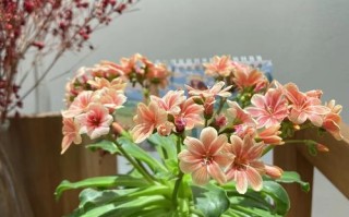 长得高会开花的多肉是哪些品种？