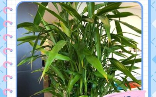 土培富贵竹可以转水培吗