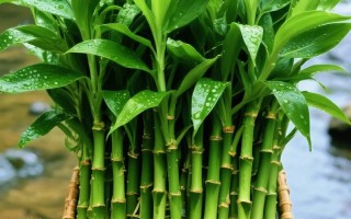 富贵竹水培该加哪种肥料？