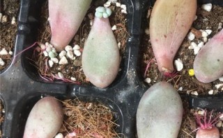 多肉叶插后期怎么养护