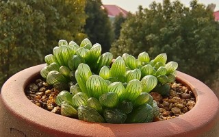 多肉雨露怎么繁殖？