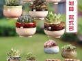 多肉选什么盆好养？关键看材质？