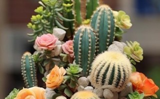 仙人球盆栽图片有哪些品种？