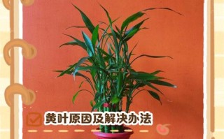 水培转运竹冬季枝干发黄