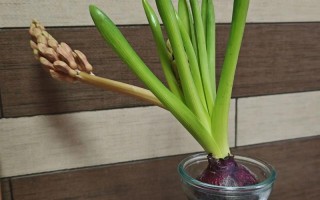 风信子水培结冰会冻死吗？