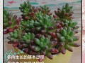 多肉小苗养护要注意什么？