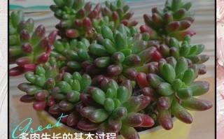 多肉小苗养护要注意什么？