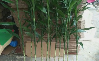 水培步步高竹施啥肥长得好？