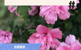 扶桑花盆栽管理要注意哪些要点？