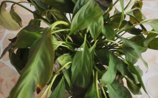 水培白掌起虫烂根，怎么治？