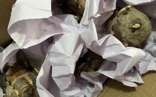 水仙已发芽可以用水培吗