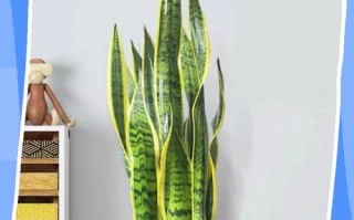 水培虎皮兰干枯了怎么办？