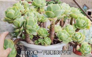 多肉白凤几月适合砍头