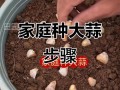 大蒜盆栽怎么种？