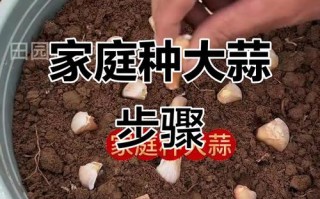 大蒜盆栽怎么种？