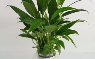 白掌土培转水培，直接水养能活吗？