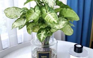 适合水培的洗手间植物