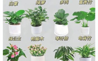 花盆栽有哪些常见品种及图片？