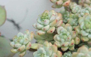 劳尔多肉秋季淋雨有风险吗？