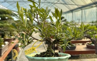 栀子花适合用高脚盆栽吗？