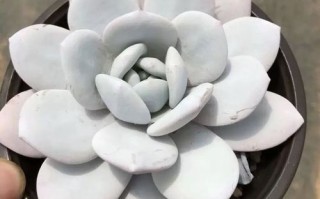 雪莲多肉是哪个科属的品种？