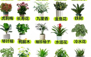 盆栽怎么种？图片大全教你轻松上手！