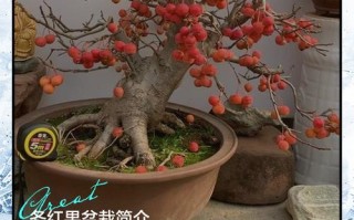 哪些盆栽植物会结红果？