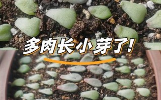 多肉发芽叶片怎么养护？