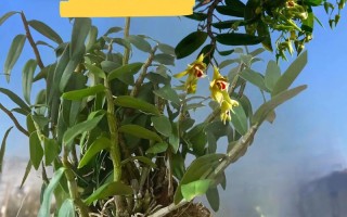 哪里买盆栽铁皮石斛最便宜？