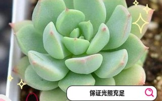 北方冬天多肉如何安全过冬？