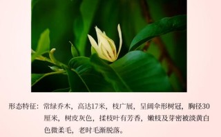 盆栽黄果兰怎么养才好？