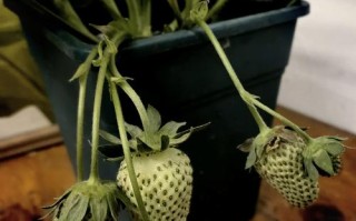 草莓盆栽叶子为何有网？