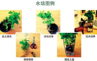 水培植物为何要定期换水？