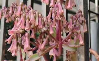 多肉室外过冬能行吗？冻伤咋办？