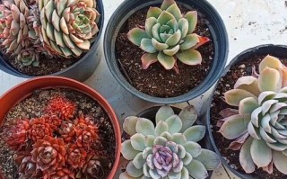 新买的多肉可以砍头吗