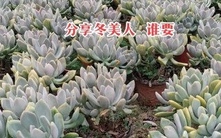 多肉植物过冬方式有哪些？