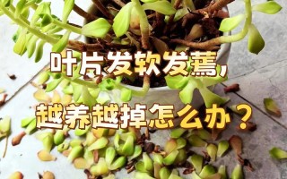 多肉叶子断了还能活吗？