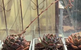 多肉长花剑是何原因？