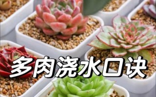 多肉幼苗浇水怎么浇才合适？