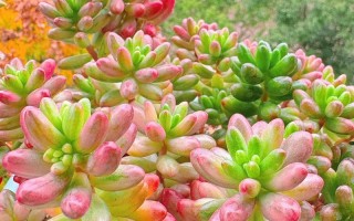 冬季多肉图片大全有哪些？